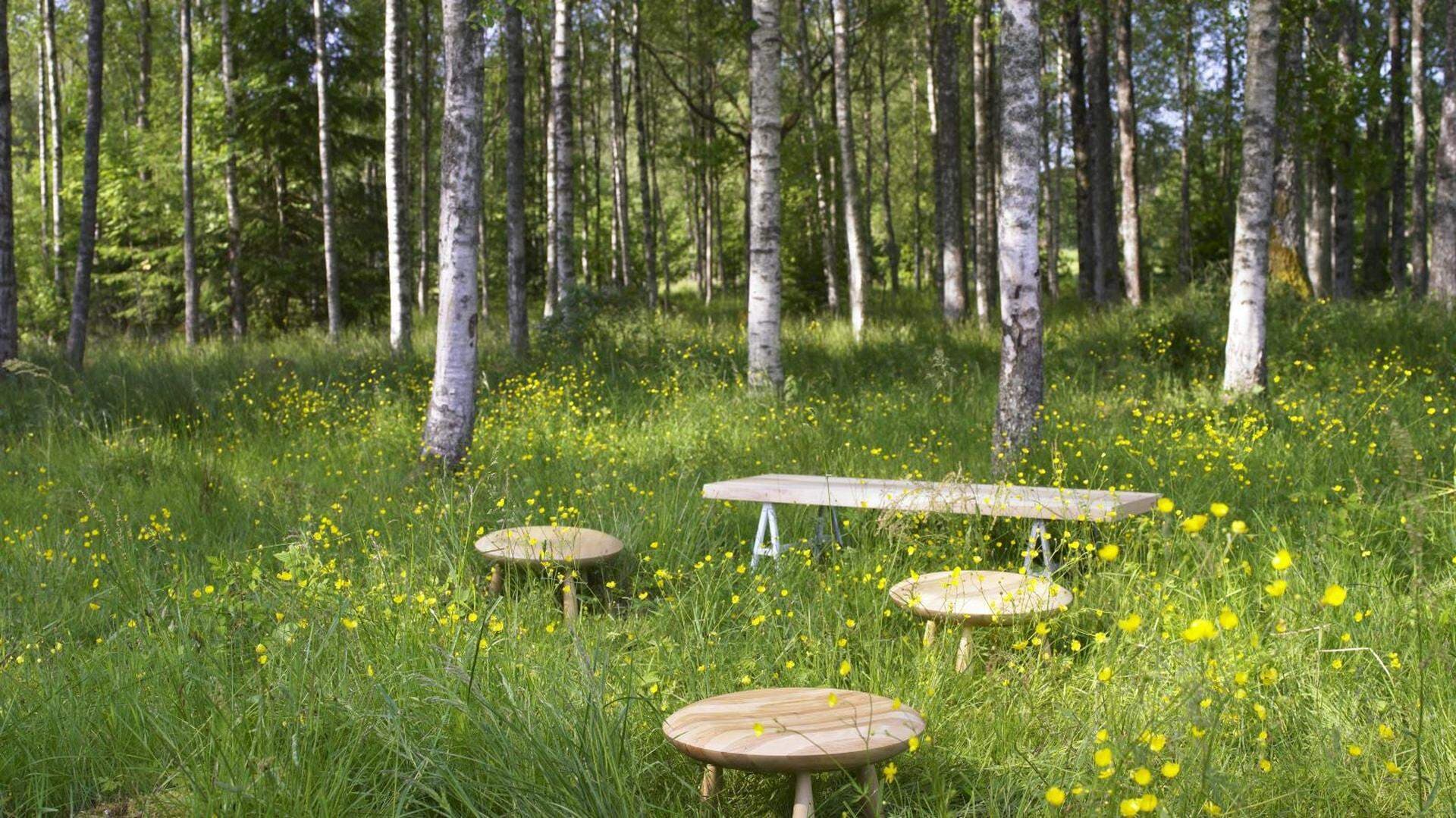 Björkar och trämöbler